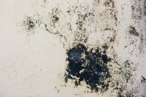 Black Mold Identification, Health Risks & What To Do Atlanta Ga
