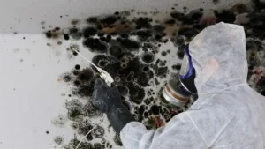 Black Mold Remediation Atlanta GA
