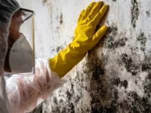 Mold Clean Up Services Near Me Atlanta Ga