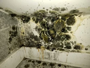 Mold Growth in Atlanta