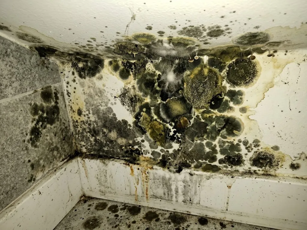Mold Growth in Atlanta