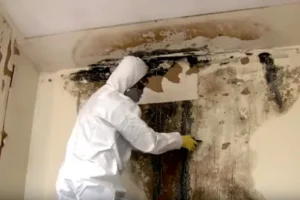 Mold Removal Service Near Me Atlanta