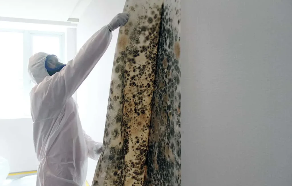 Certified Mold Remediation Near Me in Stone Mountain, Georgia, Atlanta.