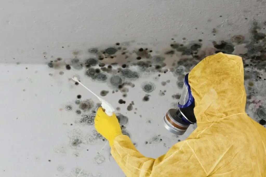 Certified Mold Removal Service in Stone Mountain, Georgia, Atlanta.