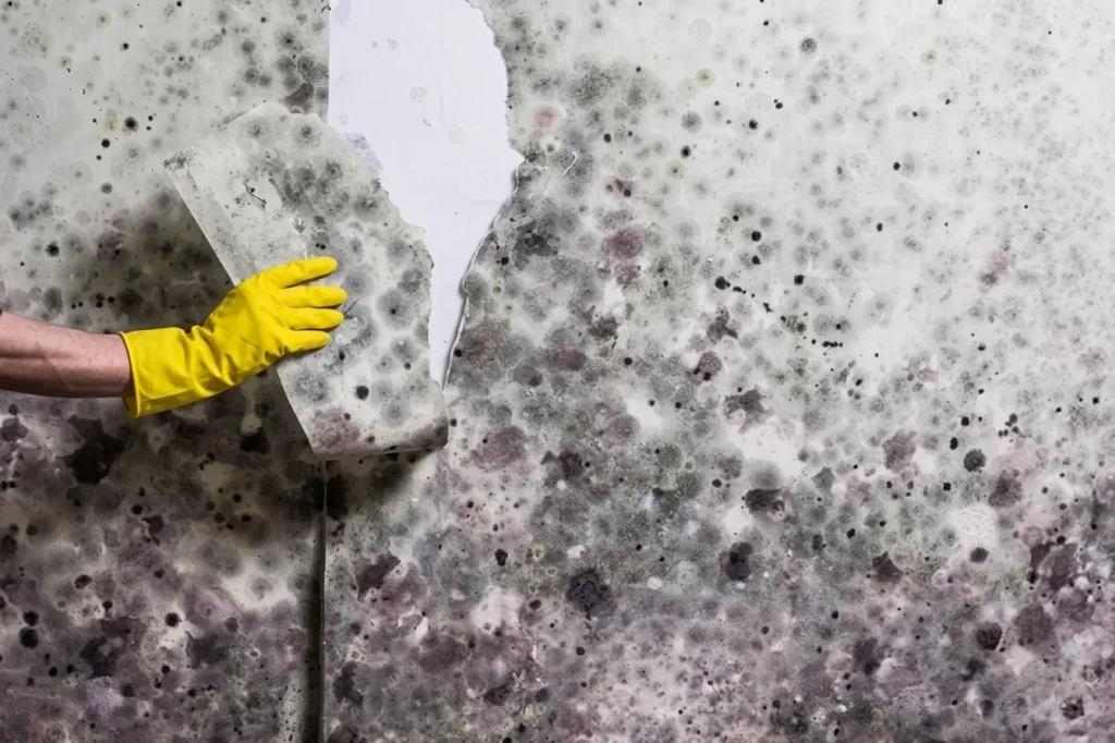 Certified Removal; Mold Remediation Near Me in Stone Mountain, Georgia, Atlanta.