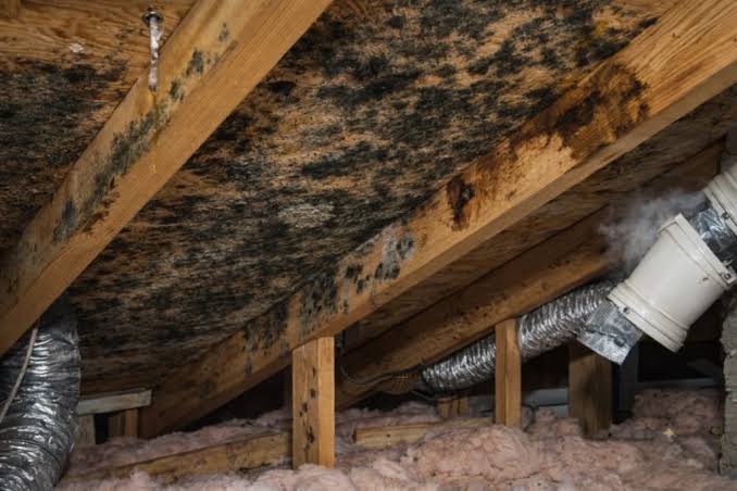 Commercial Mold Removal in Stone Mountain Atlanta