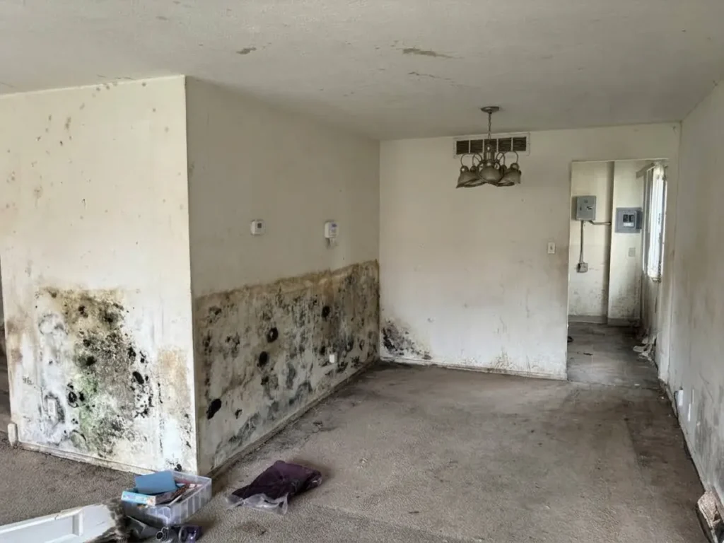 Mold Remediation Near Me in Lawrenceville 247 Certified Local Team