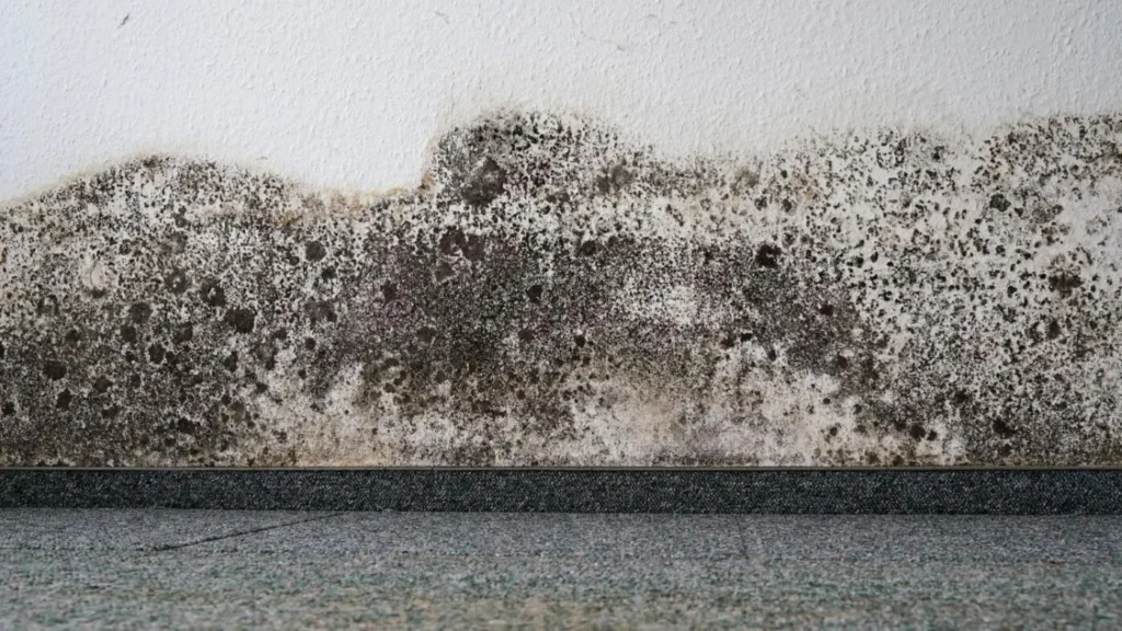 Mold Remediation Near Me in Stone Mountain Atlanta Georgia Certified 247 Response