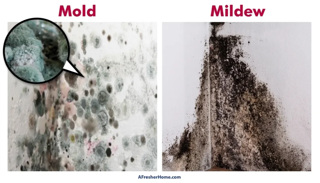 Mold vs Mildew in Your Home and Certified Remedy Stone Mountain, Georgia, Atlanta
